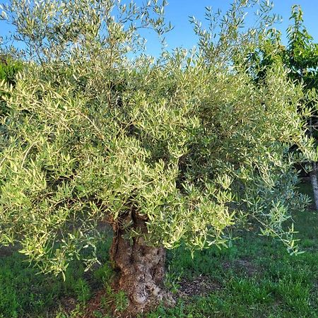 Lamaison-D'Ose Châtillon-sur-Chalaronne Buitenkant foto