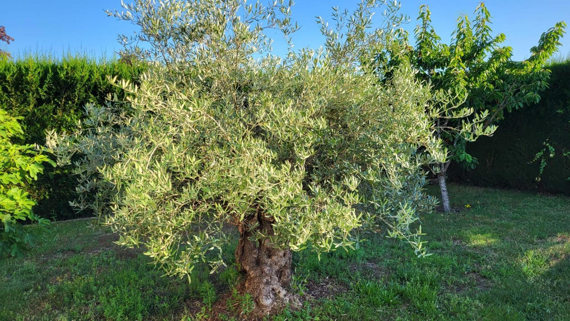 Lamaison-D'Ose Châtillon-sur-Chalaronne Buitenkant foto